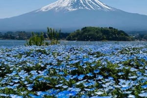 Tokio: prywatna wycieczka na górę Fuji i do Hakone z angielskojęzycznym kierowcą