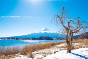 Naturskjønn dagsomvisning til Fuji-fjellet, Hakone og Kawaguchiko fra Tokyo