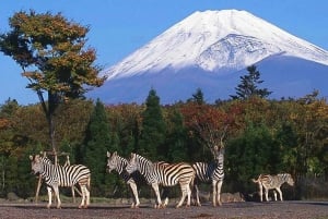 Mt Fuji : 10 hours Private Tour in Luxury Private Car