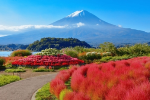 Fuji: Kawaguchisjöns linbana, Lawson och Oshino Hakkai