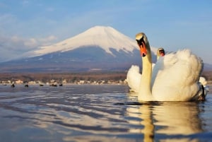 Excursão de 1 dia ao Monte Fuji, Lago Kawaguchi e Yamanaka, fontes termais