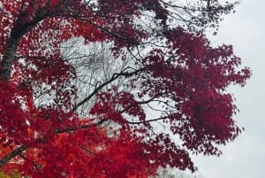 Monte Fuji: tour de 1 día privado con guía