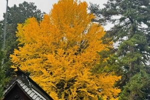 Monte Fuji: tour de 1 día privado con guía