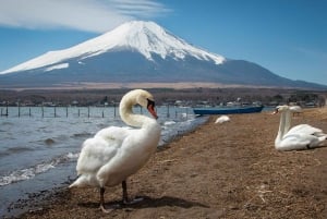 Góra Fuji: Oshino Hakkai, Hakone, Owakudani Cable Car 1-dniowa wycieczka