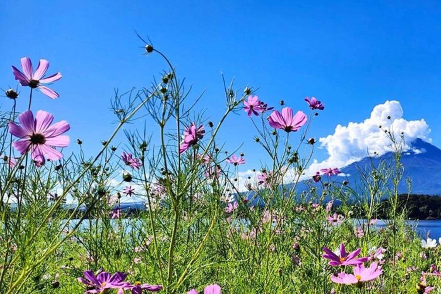 Privétour naar de berg Fuji met ophaalservice vanaf je hotel in Tokio