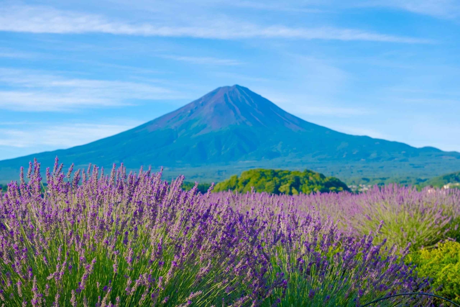 Tour panoramico del Monte Fuji: lago Kawaguchi e visita a una fattoria