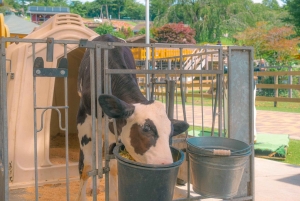 Tour panoramico del Monte Fuji: lago Kawaguchi e visita a una fattoria