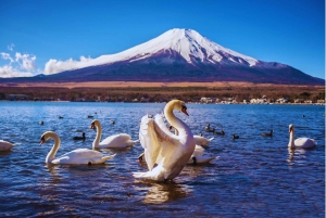 Mt. Fuji Scenic Train & Lake Kawaguchi Day Tour from Tokyo