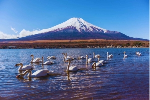 Mt. Fuji Scenic Train & Lake Kawaguchi Day Tour from Tokyo
