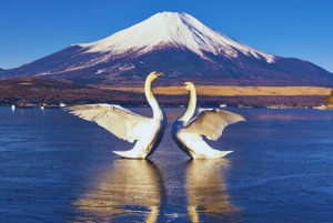Mt. Fuji Scenic Train & Lake Kawaguchi Day Tour from Tokyo