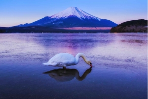 Mt. Fuji Scenic Train & Lake Kawaguchi Day Tour from Tokyo