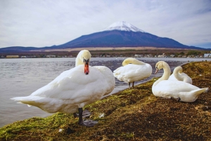 Mt. Fuji Scenic Train & Lake Kawaguchi Day Tour from Tokyo