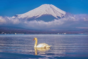 Mt. Fuji Scenic Train & Lake Kawaguchi Day Tour from Tokyo
