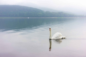 Mt. Fuji Scenic Train & Lake Kawaguchi Day Tour from Tokyo