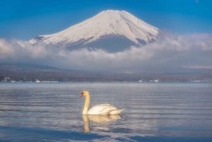 Mt. Fuji Scenic Train & Lake Kawaguchi Day Tour from Tokyo