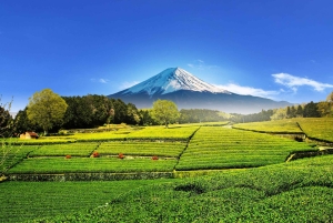 Mt. Fuji Scenic Train & Lake Kawaguchi Day Tour from Tokyo
