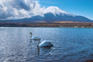 Mt. Fuji Scenic Train & Lake Kawaguchi Day Tour from Tokyo