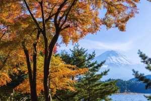 Mt. Fuji Scenic Train & Lake Kawaguchi Day Tour from Tokyo