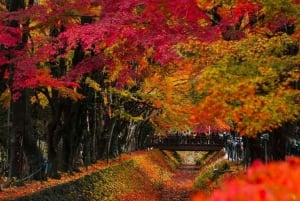 Fuji-bjergets 5 bedste steder Dagstur: Arakurayama Park, Oshino Hakkai