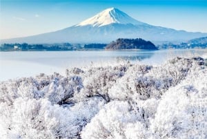 Fuji-bjergets 5 bedste steder Dagstur: Arakurayama Park, Oshino Hakkai