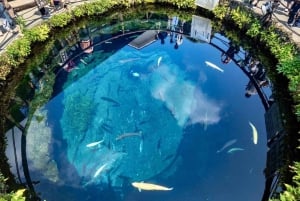 Fuji-bjergets 5 bedste steder Dagstur: Arakurayama Park, Oshino Hakkai