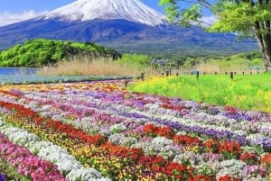 Fuji-bjergets 5 bedste steder Dagstur: Arakurayama Park, Oshino Hakkai