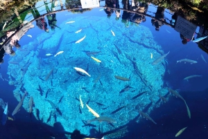 Tour dei luoghi più belli del Monte Fuji: la pagoda Chureito, la vista sul lago e altro ancora