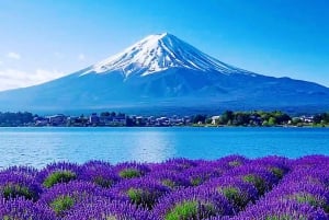 Excursión al monte Fuji: teleférico del lago Kawaguchiko, matcha, Oshino Hakkai