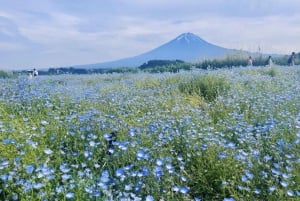 Excursión al monte Fuji: teleférico del lago Kawaguchiko, matcha, Oshino Hakkai