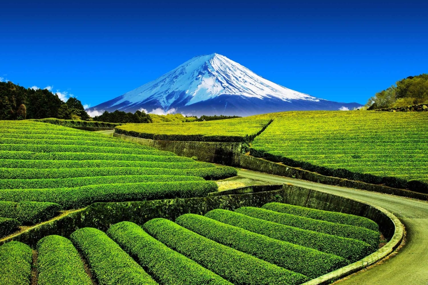 Wintertheeplukken en traditionele matcha maken op de berg Fuji