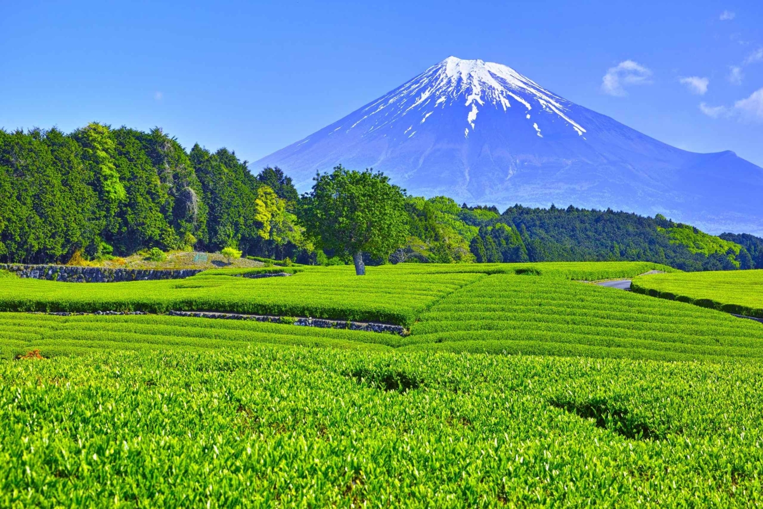 Wintertheeplukken en traditionele matcha maken op de berg Fuji