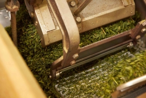 Wintertheeplukken en traditionele matcha maken op de berg Fuji