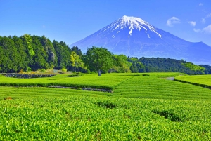 Wintertheeplukken en traditionele matcha maken op de berg Fuji