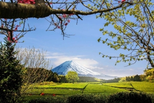 Wintertheeplukken en traditionele matcha maken op de berg Fuji
