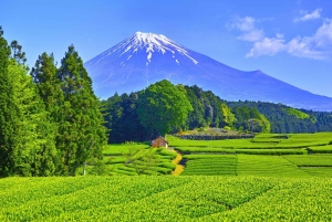 Wintertheeplukken en traditionele matcha maken op de berg Fuji