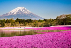 富士山でピンクモスと白州蒸留所ウィスキーミュージアムをご覧ください