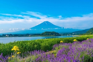 富士山でピンクモスと白州蒸留所ウィスキーミュージアムをご覧ください