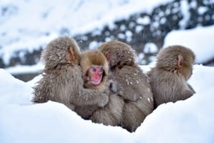 Nagano: privat tur med Snow Monkey Park og Zenko-ji-tempelet