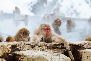 Nagano: privat tur med Snow Monkey Park og Zenko-ji-tempelet