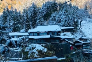 Nagano: privat tur med Snow Monkey Park og Zenko-ji-tempelet