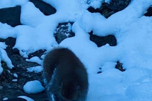 Nagano: privat tur med Snow Monkey Park og Zenko-ji-tempelet