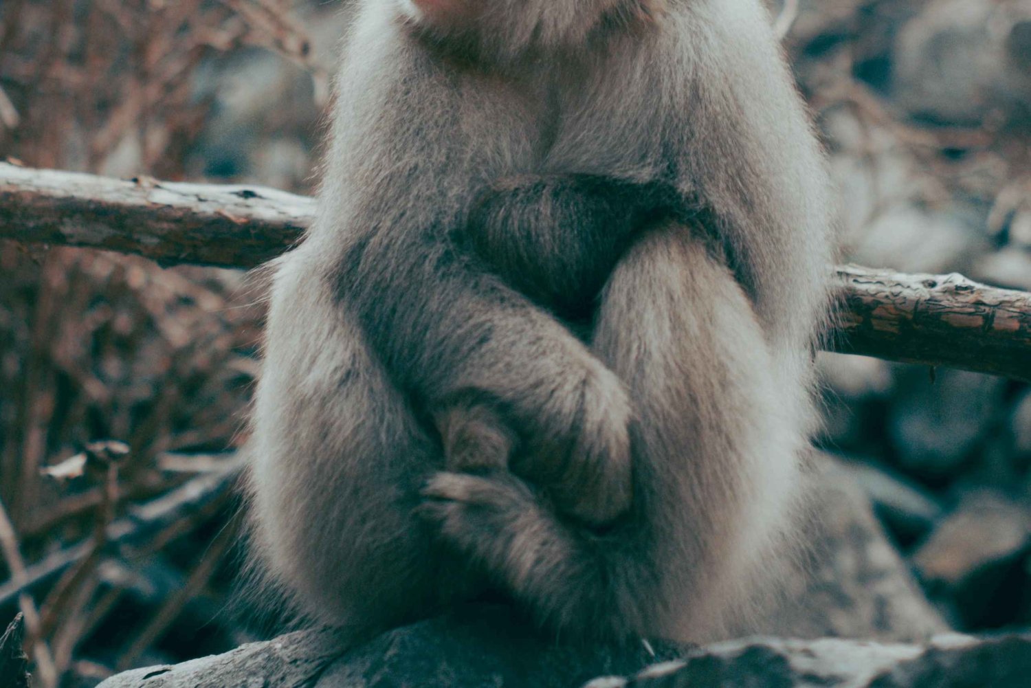 Nagano Snow Monkey private Day Tour from Tokyo