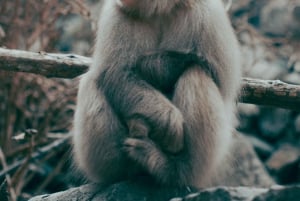 Nagano Snow Monkey private Day Tour from Tokyo
