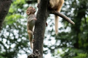 Nagano Snow Monkey private Day Tour from Tokyo