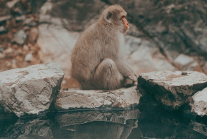 Nagano Snow Monkey private Day Tour from Tokyo