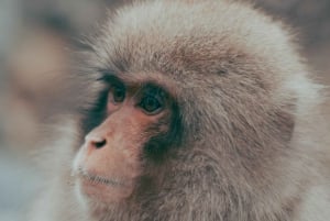 Nagano Snow Monkey private Day Tour from Tokyo