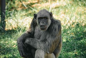 Nagano Snow Monkey private Day Tour from Tokyo