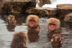 Nagano Snow Monkey private Day Tour from Tokyo