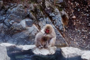 Nagano Snow Monkey private Day Tour from Tokyo