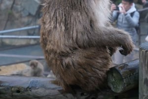 Nagano Snow Monkey private Day Tour from Tokyo